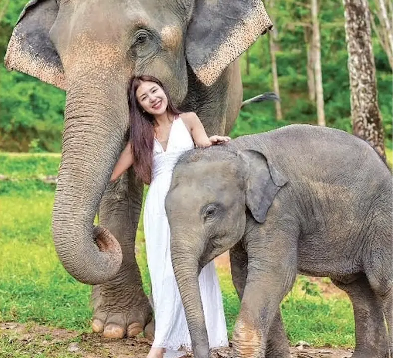 Elephant Morning Walk